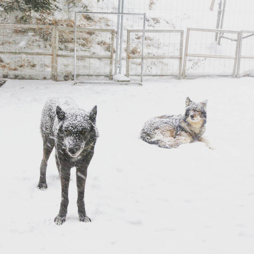 Beautiful Wolves