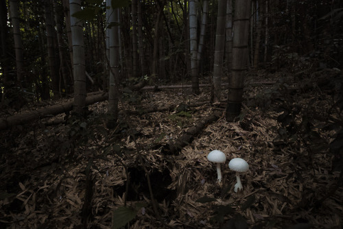 Kitsune-no-hanagasa, Oni-take and Shiro-oni-take fungus by Kiyoshi YAMATODANI