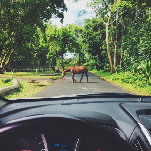 jessicasulls:  Found my soul in Kahana Valley this weekend 💓