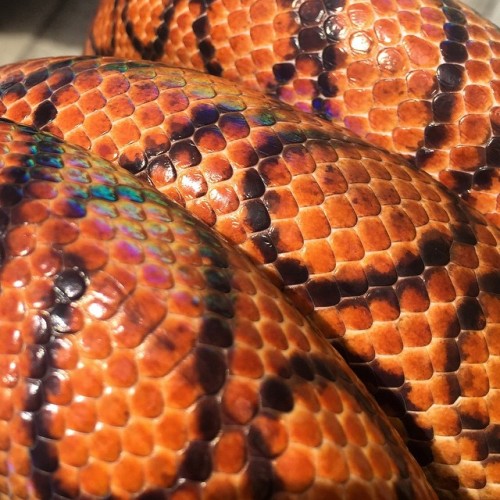 Our #rainbow boa Misty is especially happy today. ;) #marriageequality (at Tree Frog Treks)