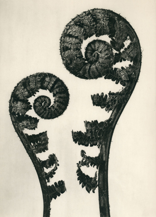 marcolikestowatch: Karl Blossfeldt