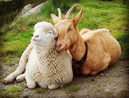 Be like then ❤️❤️❤️🐑🐐 https://www.instagram.com/p/CAyHmbNDmWY/?igshid=1tug1ui73g4zl