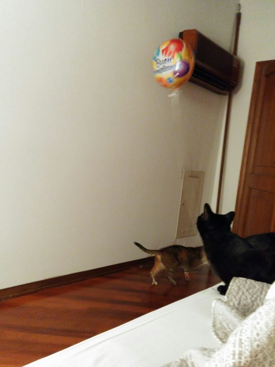 The birthday balloon thief strikes again&hellip;  But now I caught her in the