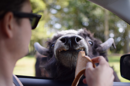 Feeding a Yak some bread at the Olympic Game Farm in Sequim, WA!