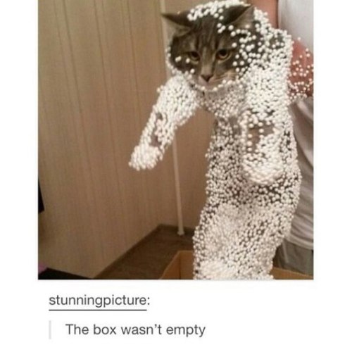 the-moonlight-witch:tumblr + cats