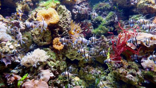 Aquarium. Chester, England.