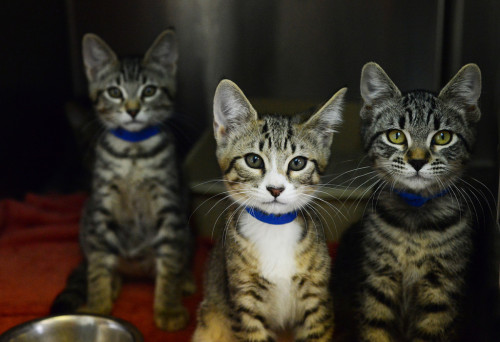 Look at these cuties from the Seattle Humane Society(via Seattle Humane Society -Media Stars )