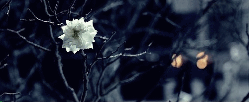 arwwenn:The crownless again shall be King.