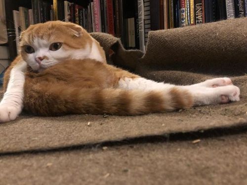 Folded flat #ねこ#고양이 #gato #gatito #cat #scottishfold