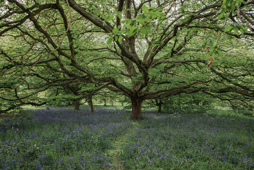 cinnamonthursdays: Bluebells at Kew By Karolina Koziel Website | Instagram | Pinterest | Tumblr