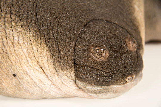 cantors giant softshell turtle