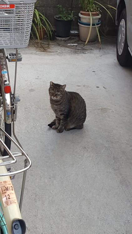 sanwichsays:sanwichsays:This stray cat’s name is Babyちゃん.@mostlycatsmostly