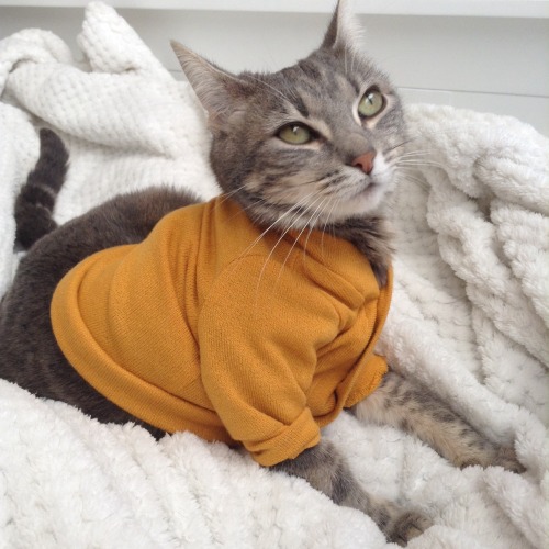 Porn Pics daihazed:  EEEEE SO I BOUGHT MY KITTY A SWEATER