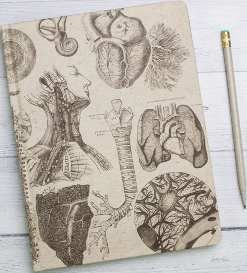 Anatomically Illustrated Notebooksby Cognitive Surplus