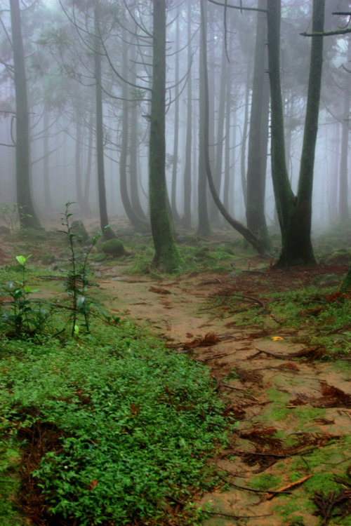 ominousraincloud:fog | By Neo