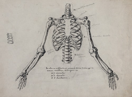 The Upper Half Of A Skeleton Without The Skull. Pen And Ink Drawing.