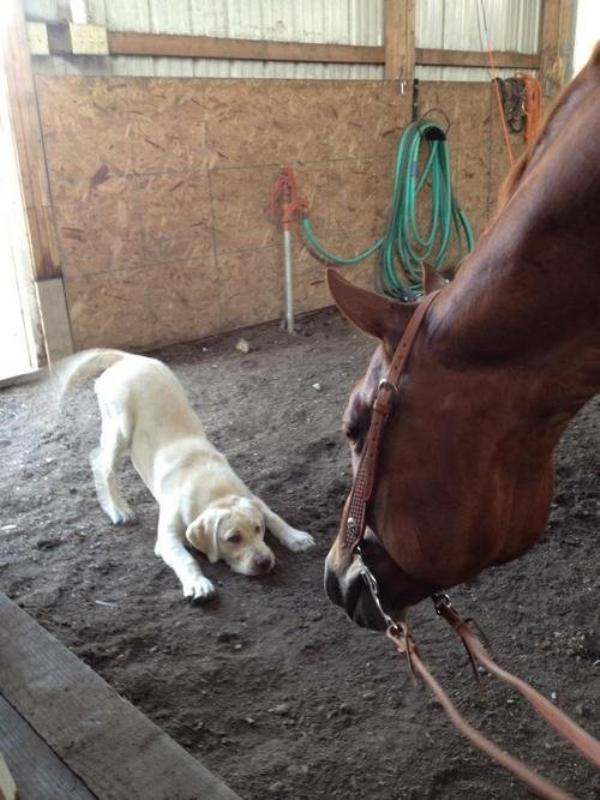 cute-overload:  You are the biggest dog I have ever seen, Wanna play?http://cute-overload.tumblr.com