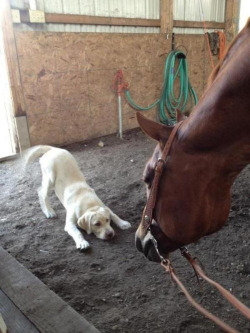 awwww-cute:  You are the biggest dog I have ever seen, Wanna play?