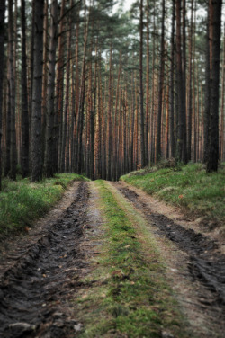 travelingcolors:  Cathedral of Trees | Poland