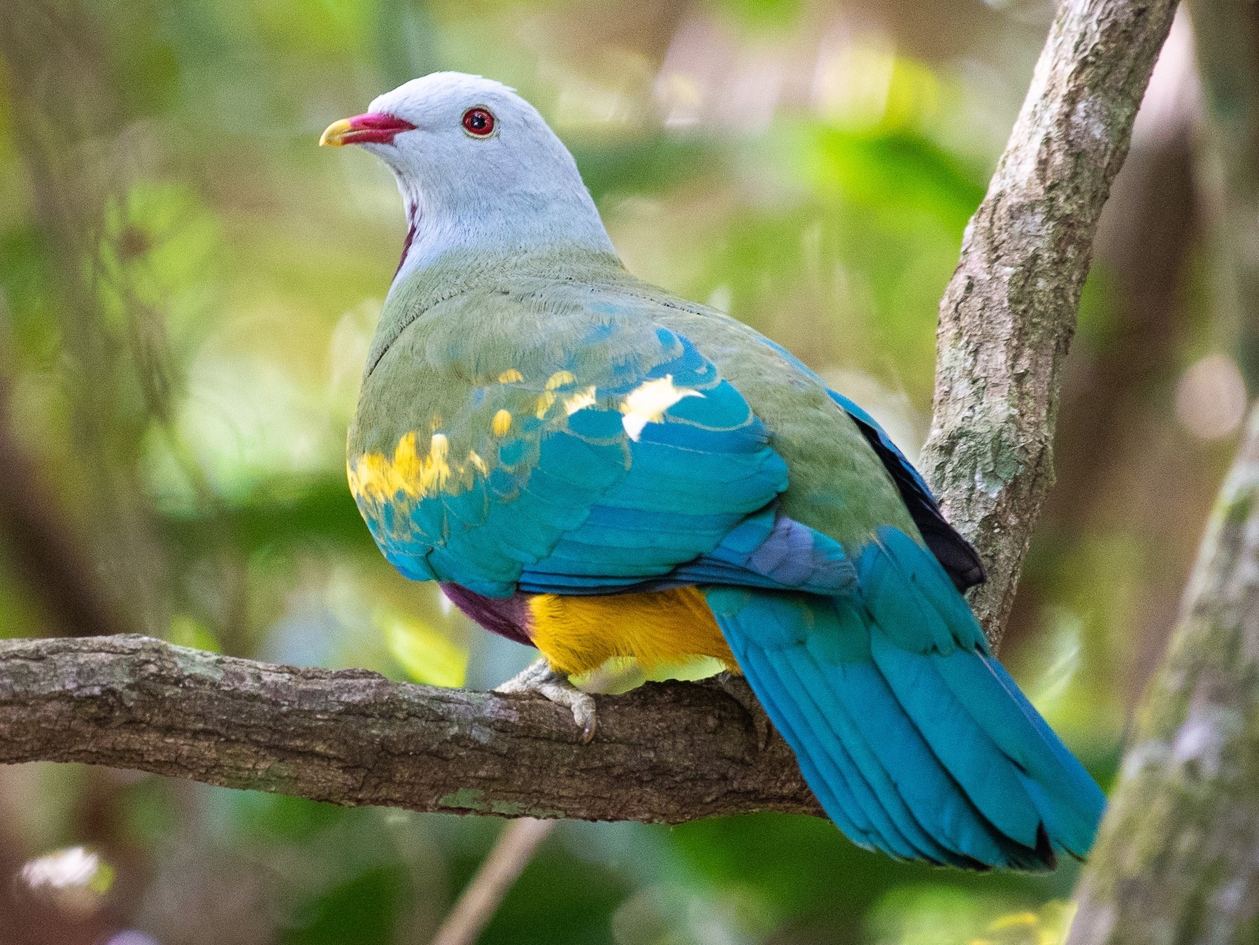 celestialcreamcheese:Fruit dove appreciation post! These are my favourite kind of bird, they look like they were painted💖