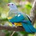 celestialcreamcheese:Fruit dove appreciation post! These are my favourite kind of bird, they look like they were painted💖