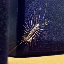 realashleyskyy:  Don’t ya just love it when a 4 inch long house centipede runs across your hand? He’s chillin’ on my subwoofer.. staring at me, and now you. O.O 