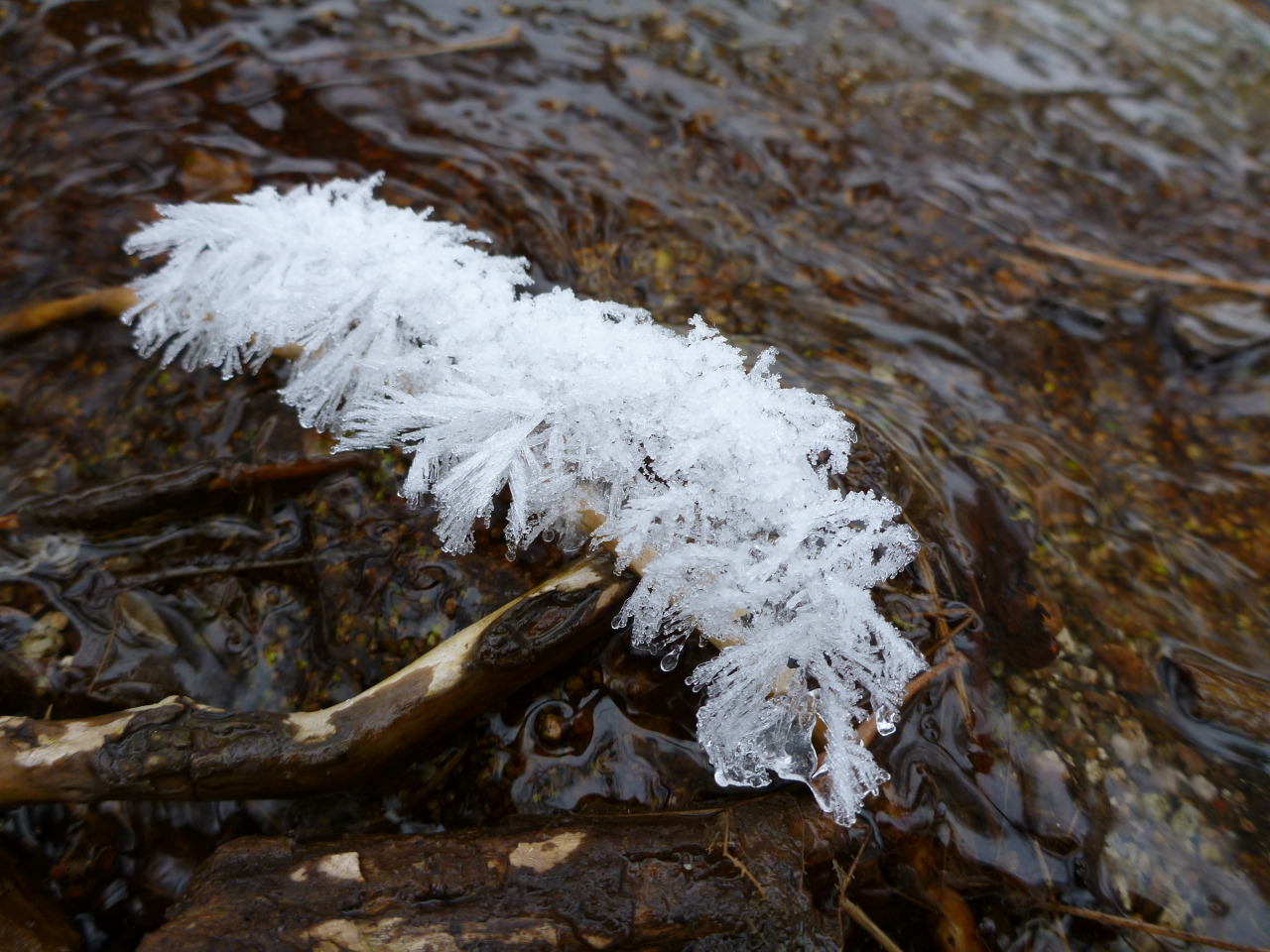 threemonthsandaday:  hoarfrost and thorns