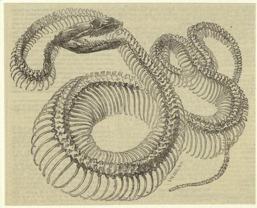 lostsplendor:Snake Skeleton by John William Orr, c. 1856 via Mid-Manhattan Picture Collection, New Y