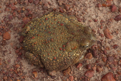 toadschooled: This cute little foot is attached to an appropriately cute frog. The Penton’s to