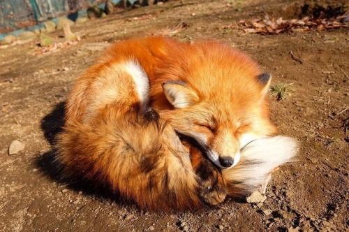 everythingfox:Resting Fox: Shiro Sasaki