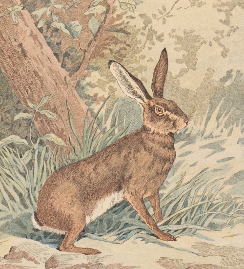 Nos animaux des bois et de la plaine - illustrations de E. Juillerat, Millot, et Loudet - 1890 - via