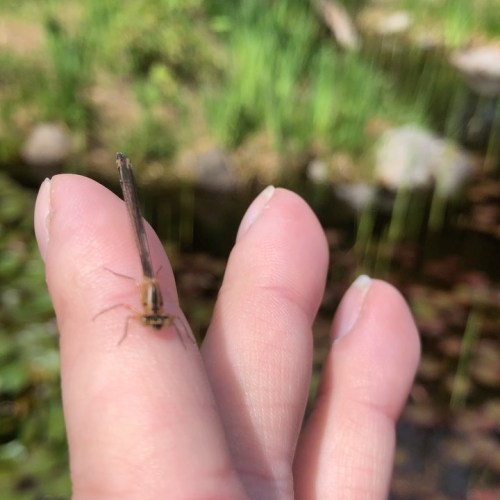 This little western forktail #damselfly hitched a short ride with me this morning during our stroll 