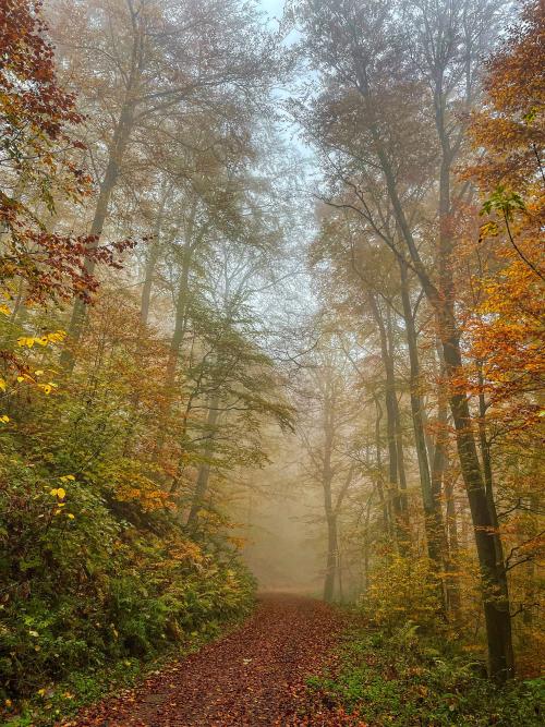 oneshotolive:  Trail I hiked today leading to France from Germany (OC) 3024x4032 📷: Boerboelwrangler 