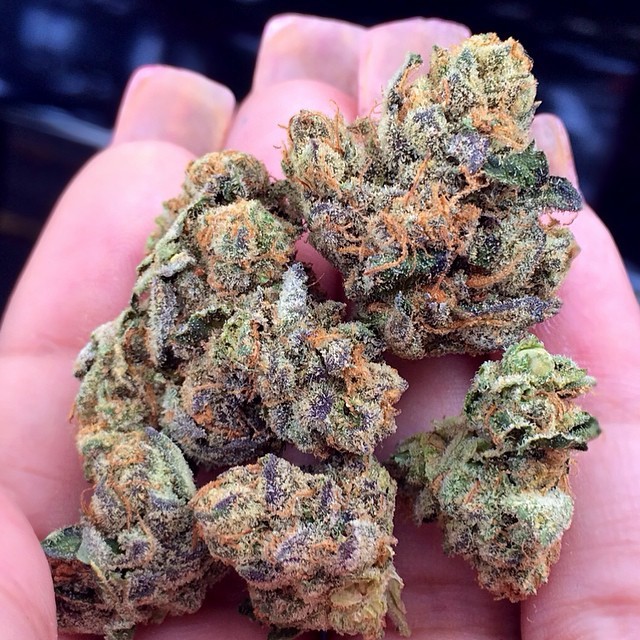 weedporndaily:  thin mint 🍪🍪 :) @thecookieco408 by westc0ast_princess http://ift.tt/1EFYJiY