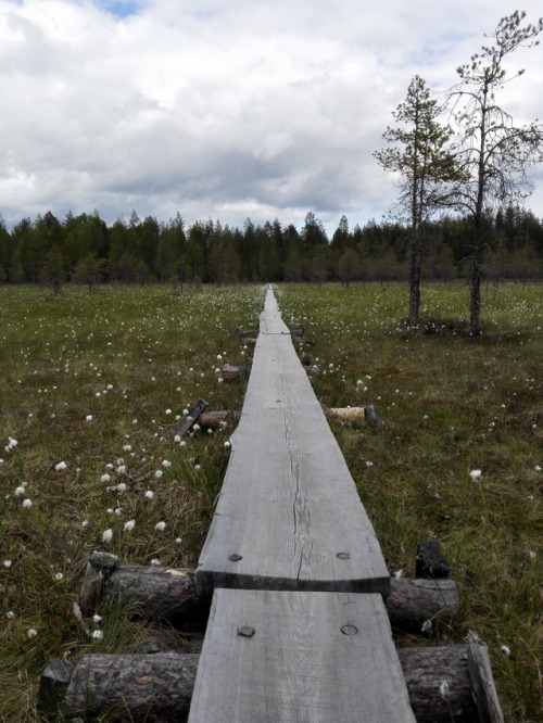 Duckboards at swamp. ©missbryophyte