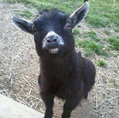 babygoatsandfriends:Caprine Capers