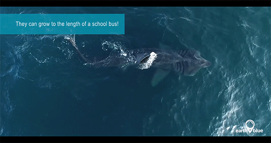 Meet the mighty basking shark!