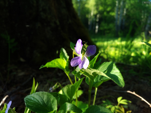 (. Viola Riviniana). Viola Riviniana Rchb., Wood Violet.