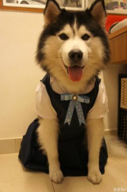 grimm-sugar:  cockprince:  rea life animal crossing  Where my husky villager at 