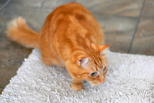 pabuthefirecat: Pabu the Goalie  Pabu’s goal is to catch all the treats!  