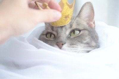 justcatposts: this is important