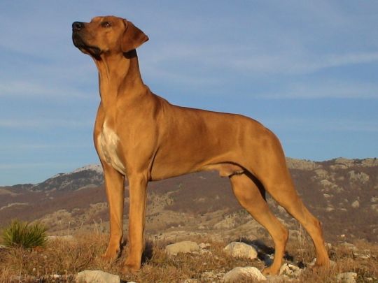 Races of The Elder Scrolls as dogs and cats