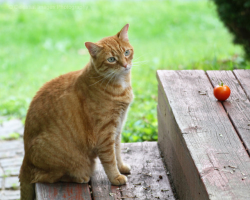 mischiefandmay:Curiosity, or The Season’s Last Tomato