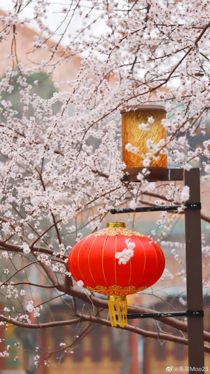 fuckyeahchinesegarden:peach blossom in 阐福寺 chanfu temple, beihai park by 張萌Moe23 | gaogewf