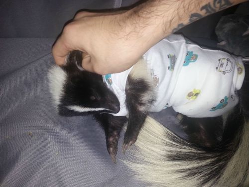 cassierolee:  tmobileofficial:  jamm3d:  tidesretreat:  BABY  ok 1 why the fUCK do you have a skunk  You can have their gland removed so they don’t stink, and then they’re basically cats after that.  So fuckin adorable 