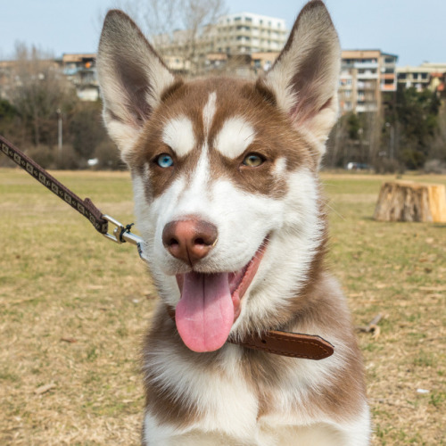 Lucky, 3-month-old Siberian Husky, Hippodrome Park • ლაკი, 3 თვის, ციმბირული ჰასკი, იპოდრომის პ