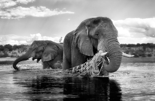 Ganesh
