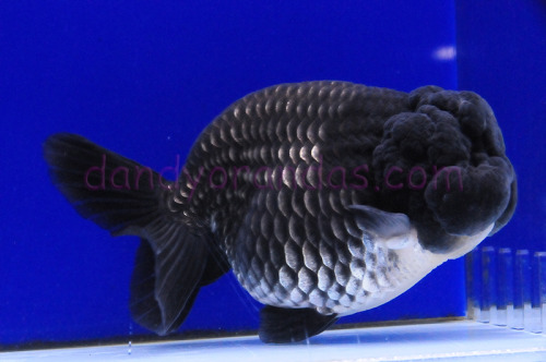 finefeatheredfish:Blue RanchuDandy Orandas  This is a goldfish orbA glorb