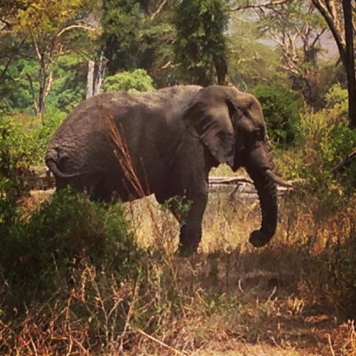 Last night this elephant&rsquo;s much larger mate crept into our camp and drank from the water t