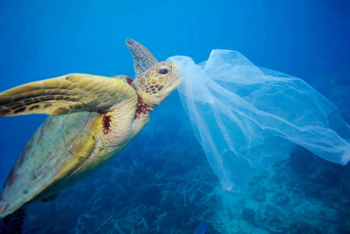 vero-cartin:Plastic bags are killing the ocean - make a stand - and don’t accept another plastic bag